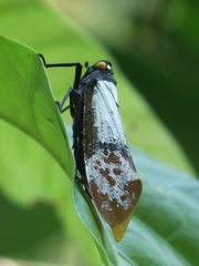 Penthicodes farinosus