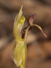 Chiloglottis reflexa