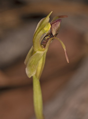 Chiloglottis reflexa