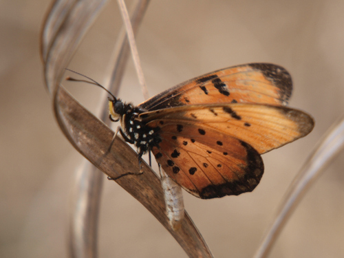 Natal Acraea
