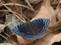 Euriphene iris