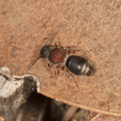 Ephutomorpha cordatiformis