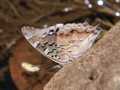 Charaxes guderiana guderiana