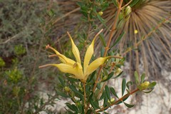 Lambertia inermis