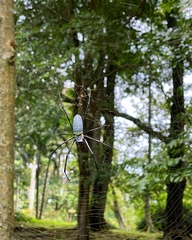 Nephila vitiana