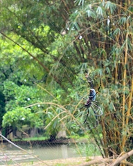 Nephila vitiana