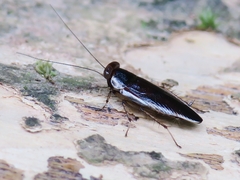 Pseudophyllodromia laticeps