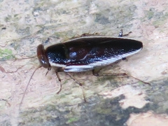 Pseudophyllodromia laticeps