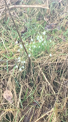Galanthus nivalis