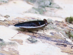 Pseudophyllodromia laticeps