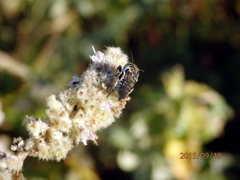 Coelioxys afer