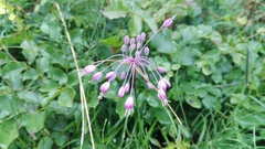 Allium carinatum pulchellum