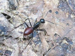 Dinomyrmex gigas