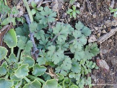 Ranunculus bulbosus aleae