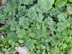 Ranunculus bulbosus aleae