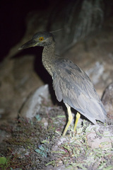 Nyctanassa violacea pauper