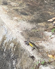 Eutropis multifasciata