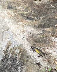 Eutropis multifasciata