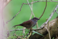 Prunella modularis