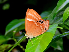 Abisara bifasciata