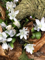 Scilla mischtschenkoana