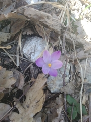 Crocus neglectus