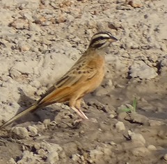 Emberiza goslingi
