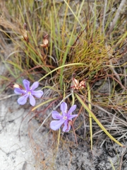 Aristea glauca