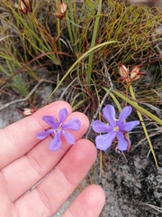 Aristea glauca