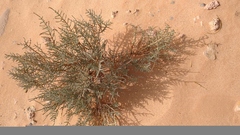 Hammada articulata