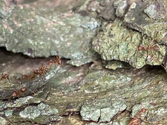 Oecophylla smaragdina