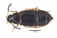 Phyllodrepoidea crenata