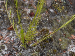 Platysace heterophylla heterophylla
