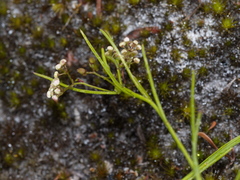 Platysace heterophylla heterophylla