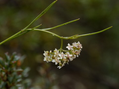 Platysace heterophylla heterophylla