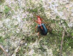 Brachinus sclopeta