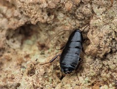 Loboptera