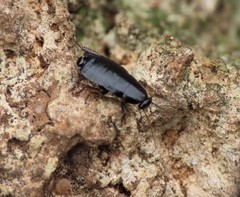 Loboptera
