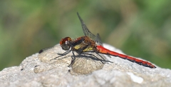 Sympetrum orientale