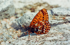 Boloria erda