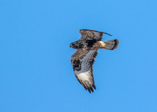 Rough-legged Hawk, photo 5 of 9