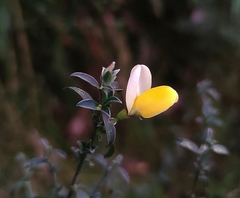 Cytisus commutatus