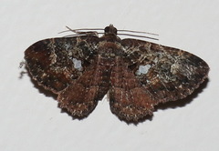 Scotocyma albinotata