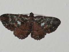 Scotocyma albinotata