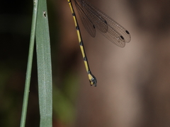 Synlestes selysi