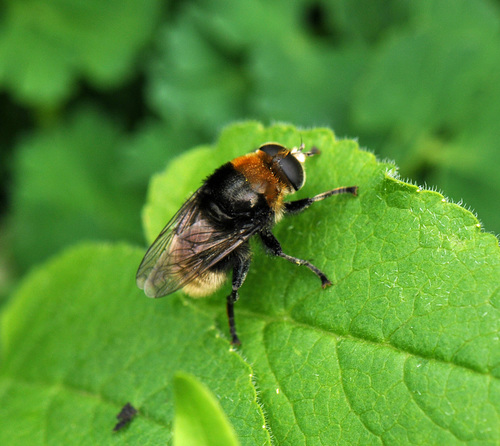 Merodon equestris nuotrauka