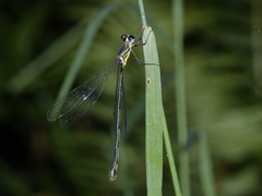 Synlestes selysi