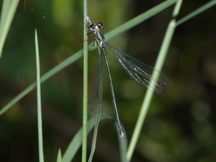Synlestes selysi