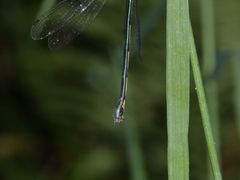 Synlestes selysi