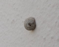 Backeljaia gigaxii